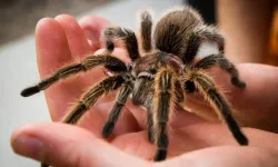 Manisa'da kaçak egzotik hayvan operasyonu: 18 tarantula ele geçirildi!