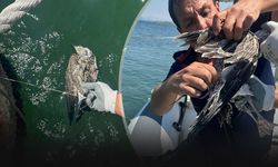 İzmir'de misinaya dolanan martının imdadına itfaiye yetişti
