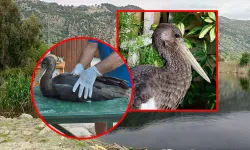 Uçamaz halde bulunan 'karaleylek' korumaya alındı