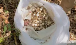 Bu sarımsağı koparmanın bedeli ağır oldu!