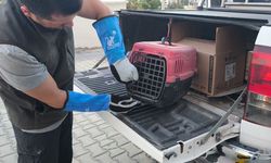Kütahya'da yol kenarında yaralı bulunan şahin tedaviye alındı