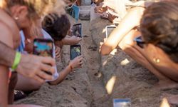 Didim'de caretta caretta yuvalarından yavru çıkışları tamamlandı