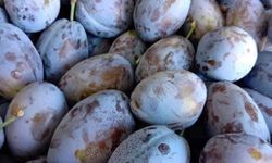 Geçen yıl 35 TL'ye satılıyordu, bu yıl 4 TL'ye alıcı bulamadı!