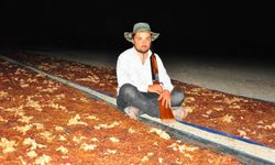 Manisa ovasında tüfekli üzüm nöbeti