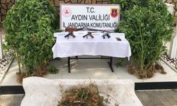 Ormanda kenevir yetiştirirken suçüstü yakalandı