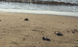 Bodrum'da 62 yavru caretta caretta denizle buluştu