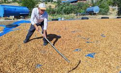 Manisa'da badem hasadı başladı: 625 ton rekolte bekleniyor!