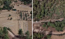 Muğla'da çam balı hasadı başladı: Arıcıların yüzü bu yıl gülüyor!