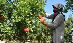 Hicaz narında hasat dönemi başladı