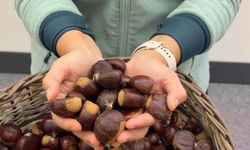 Aydın'da sezonun ilk kestanesi kilosu 600 TL'den alındı