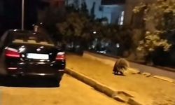 Kuşadası'nda nesli tehlike altında olan oklu kirpi görüldü