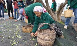 Urla'da zeytinin bereketi sanatla buluşuyor