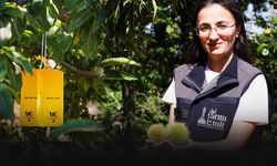 Büyükşehir’den kestane üreticilerine sarı tuzak desteği