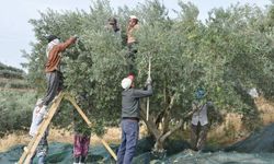 Manisa'da zeytin hasadı eğitimle başladı