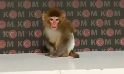 Film gibi operasyon: Nesli tükenmekte olan maymun yakaladılar