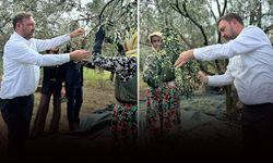 Gümrükçü'den Dikili'de zeytin için '80 TL' çağrısı: Dalda yetişen altın!