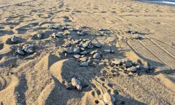 İztuzu Plajı'nda caretta caretta sezonu sona erdi: 30 bin yavru denizle buluştu