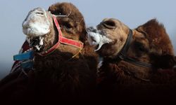 Sevmek istediği deve dehşeti yaşattı: Ağır yaralandı!