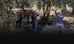 Bornova’da hasat edilen zeytinler ihtiyaç sahiplerine ulaşacak!