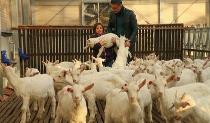 Kızı süt içsin diye çiftlik kurdu... Zincir marketlere girdi