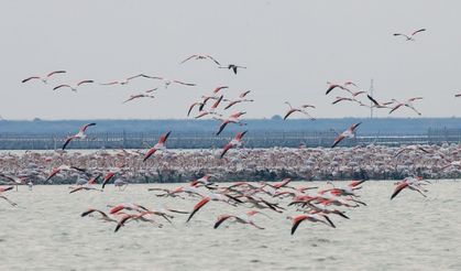 Flamingo adası binlerce allı turnaya kucak açtı