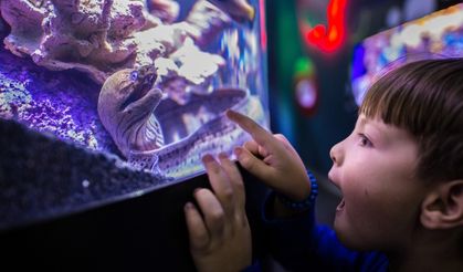 İzmir'in ilk ve tek Akvaryumu 'Funtastic Aquarium' açıldı!