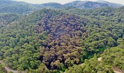 Bodrum'da yanan alanlar havadan görüntülendi