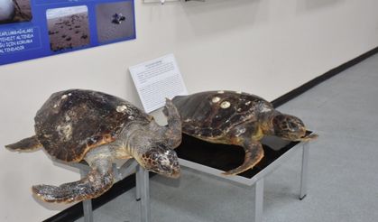 'Deniz Canlıları Koleksiyon Merkezi'nde Türkiye'deki tek örnekler sergileniyor