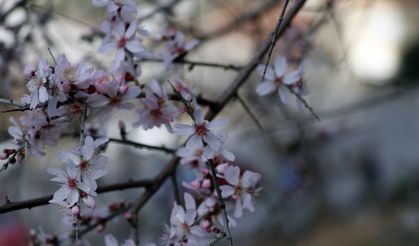 Muğla'da badem ağaçları çiçek açtı