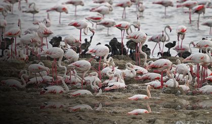 Yumurtadan yeni çıkan binlerce flamingonun muhteşem görüntüleri