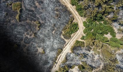 İzmir'in iki ilçesindeki yangınlardan geriye kalan yürek yakan tablo!