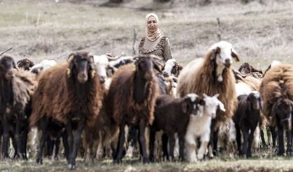 Eşinin tek maaşıyla geçinemeyince köyüne döndü, 500 hayvanı oldu