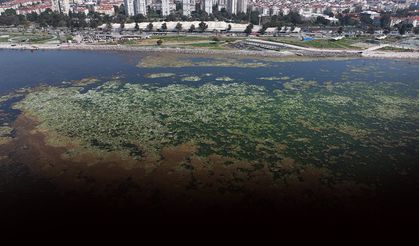 Prof. Dr. Büyükışık İzmir Körfezi'nde yaşananları anlattı... Deniz marulu tek hücreli alglerden iyidir!
