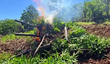 Diyarbakır'da 7 milyon kök kenevir ele geçirildi