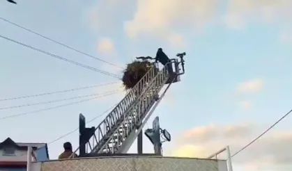 Yavru leylek, ÇEDAŞ ekiplerinin desteğiyle yuvasına döndü