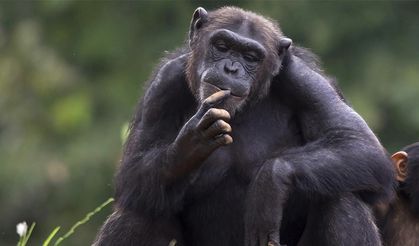 Şempanzelerin insanlar gibi modayı takip ettiği keşfedildi