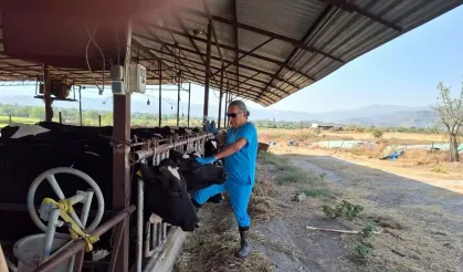 Aydın'da 'şap' karantinası
