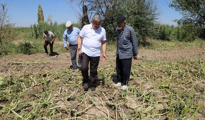 Afyonkarahisar'da doludan etkilenen tarım arazilerinde inceleme yapıldı