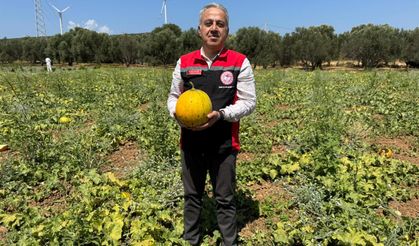 Çeşme kavununda hasat zamanı