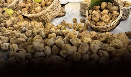 Sezonun ilk kuru inciri 800 liradan satıldı