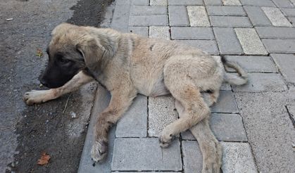Yaralı bulunan sokak köpeği, tedavi altına alındı