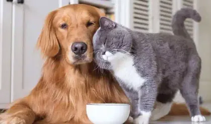 Evcil hayvan sahipleri dikkat: Son gün 31 Aralık