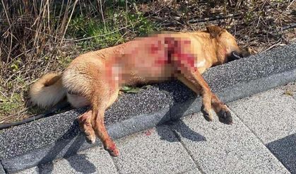 Sokakta yaşayan 2 köpeği katletmişti: O cani tutuklandı!