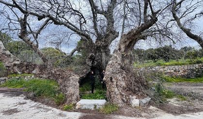 Bodrum'da dev çınar koruma altına alınacak