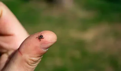 Kene kabusu geri döndü: Doğaya çıkarken bu kurallara dikkat!