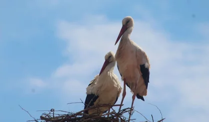 Leylek 'Efe' ile eşi 'Ada' Kuşadası'nda buluştu