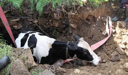Kuyuya düşen 7 aylık gebe inek kurtarıldı