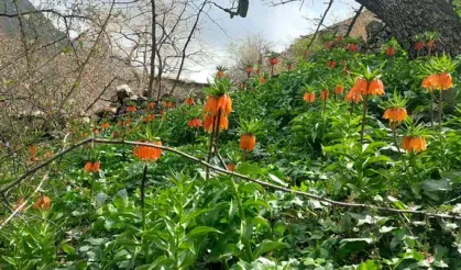 Bu çiçeği koparmanın bedeli 700 bin TL!