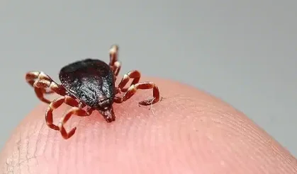 Tokat'ta KKKA hastalığı alarmı... İki kişi tedavi altına alındı