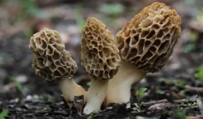 'Fethiye kuzugöbeği mantarı' için coğrafi işaret adımı